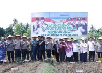 Ketua DPRD Sumbar Hadiri Tanam Jagung Polda Sumbar